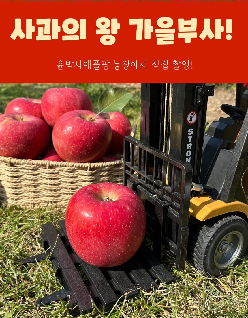 가을사과 [부사]  5kg 20과 [소과]